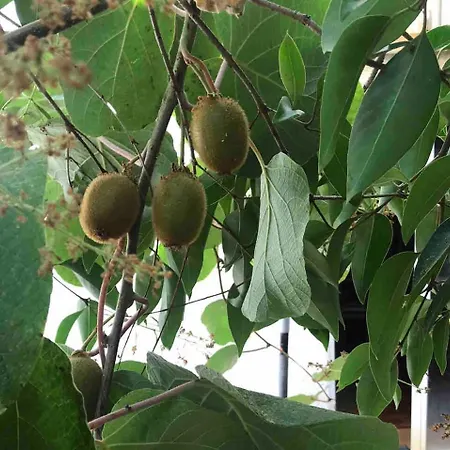 Апартаменты Quiet And Charming - With Yard, Center